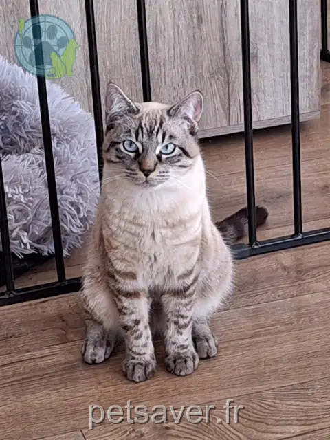 chat lost   05000 Gap Koda