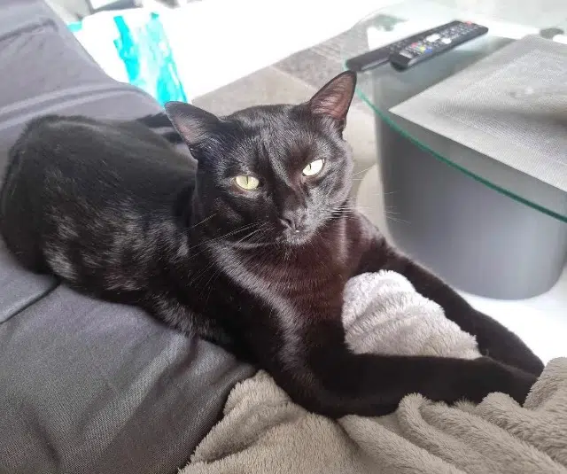 kater vermist 05000 Neffes Loki kater lost 05000 Neffes Loki