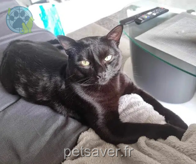 chat perdu 05000 Neffes Loki chat lost 05000 Neffes Loki