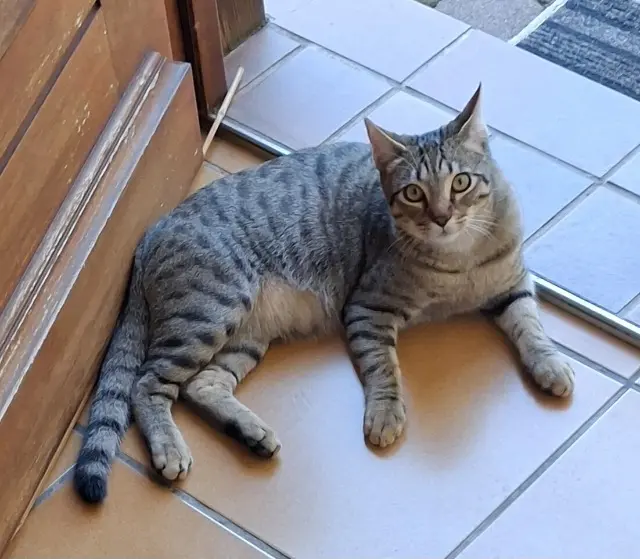 chat lost   05500 Saint-Bonnet-en-Champsaur Léon