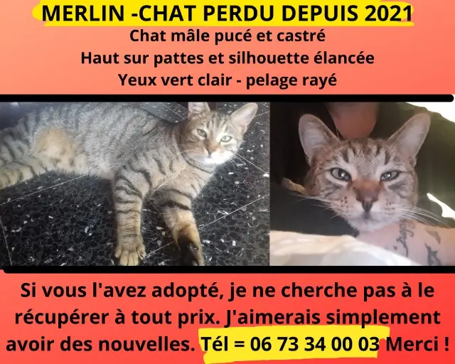 chat perdu 05190 Théus Merlin chat lost 05190 Théus Merlin