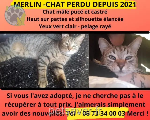 Kater vermisst 05190 Théus Merlin Kater lost 05190 Théus Merlin