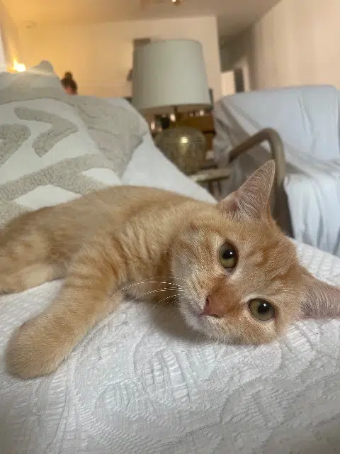 chat lost   05110 La Saulce Mimi