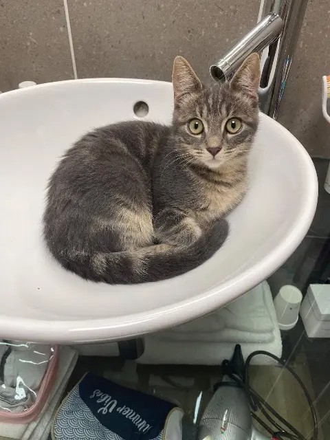 chat lost   05220 Le Monêtier-les-Bains Onyx