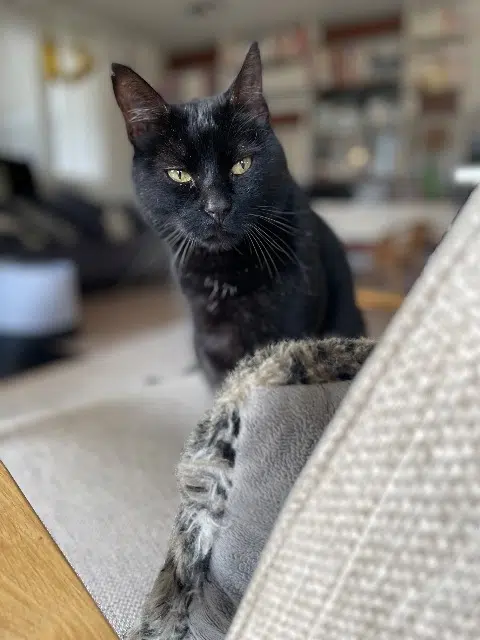 chat lost   05000 Gap Pacha