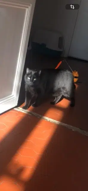 chat lost   05300 Laragne-Montéglin Salem