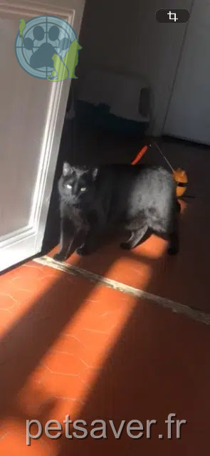 gatto perso 05300 Laragne-Montéglin Salem gatto lost 05300 Laragne-Montéglin Salem