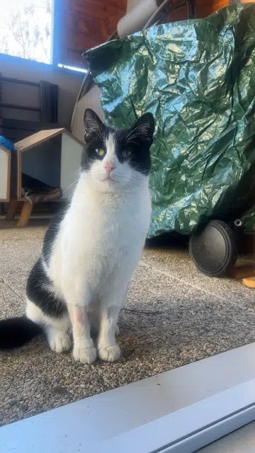 chat lost   05000 Gap Sly