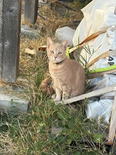 chat lost   05000 Gap Sousou