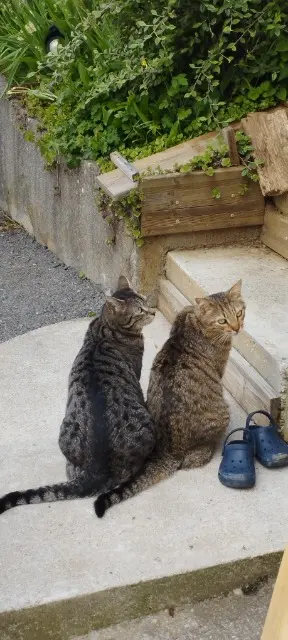 chat lost   05000 Gap Sushi