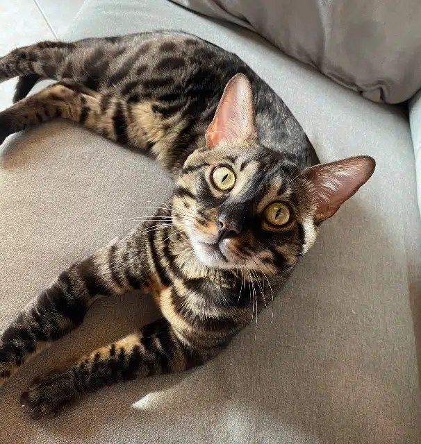 chat lost   05100 Briançon Tonka