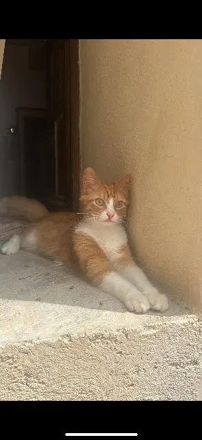 chat lost   05300 Val-Buëch-Méouge Roocky