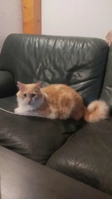 chat lost   05000 Gap Wisper