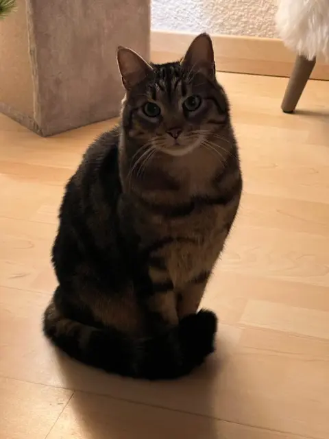 chat lost   05200 Crots Yuki