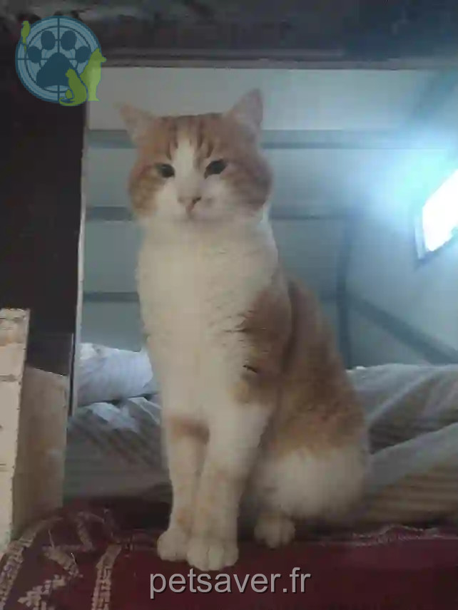 Chat Perdu 05 Hautes-Alpes - Zam Chat Perdu 05 Hautes-Alpes - Zam