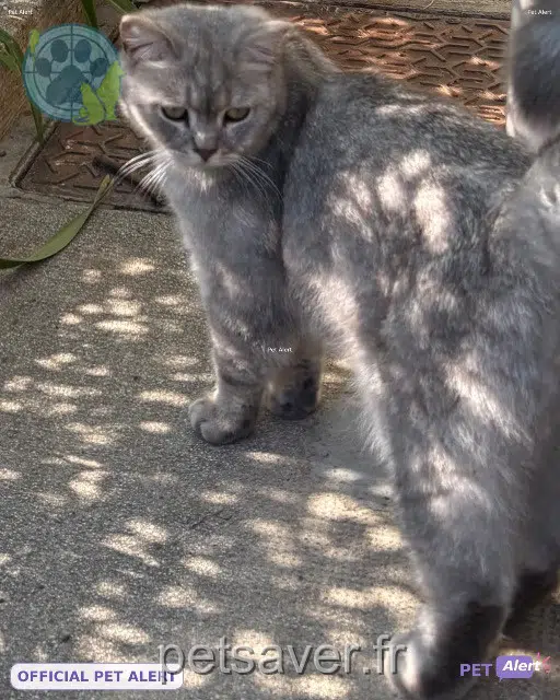 kater lost Antibes Alpha