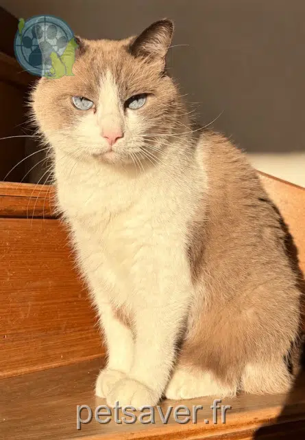 cat lost 06700 Saint-Laurent-du-Var Angelo