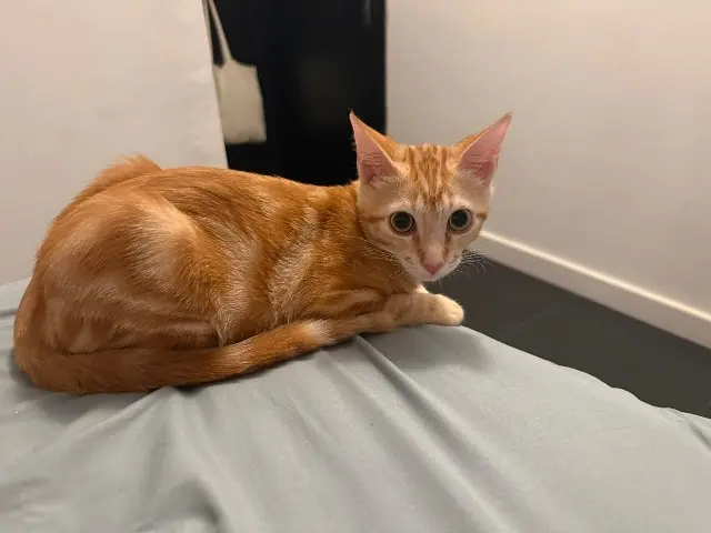 chat lost   06500 Menton Ares