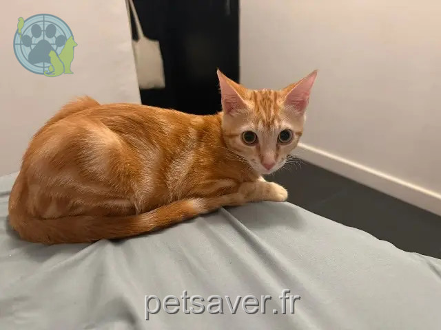 cat lost 06500 Menton Ares cat lost 06500 Menton Ares