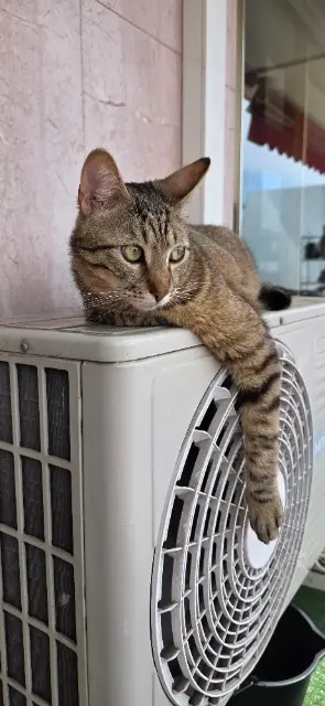 chat lost   06800 Cagnes-sur-Mer Bagherra