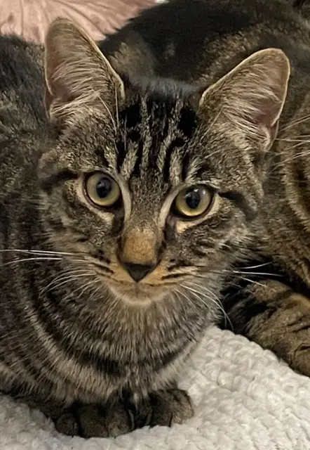 chat lost    Grasse BAGUERA