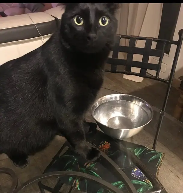 chat lost   06250 Mougins Bebe