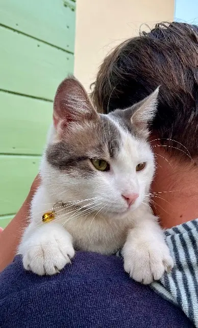 chat lost    Grasse Beerus