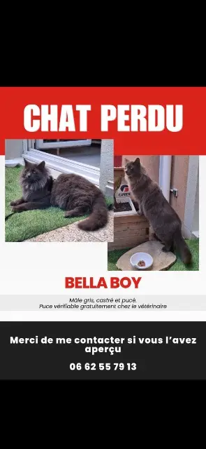 chat lost   06580 Pégomas Bella
