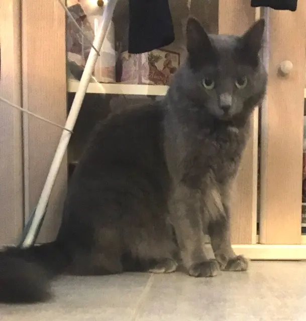 chat lost   06560 Valbonne Berlioz