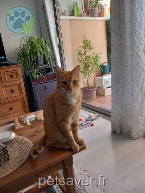 Kater vermisst 06210 Mandelieu-la-Napoule Bibou Kater lost 06210 Mandelieu-la-Napoule Bibou