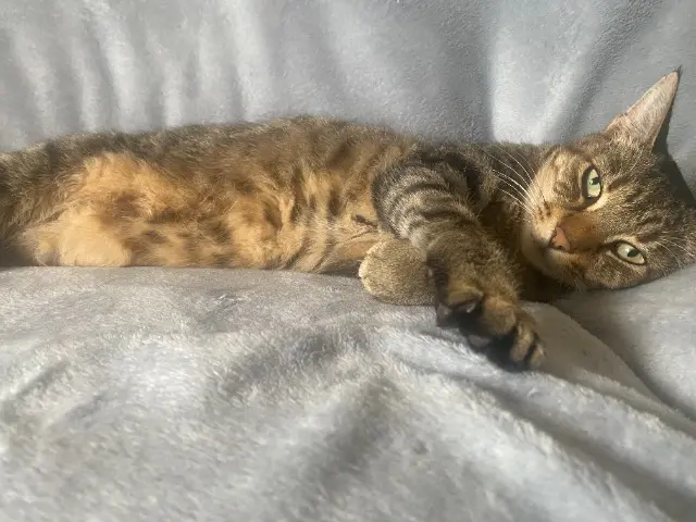 chat lost    Antibes Bill