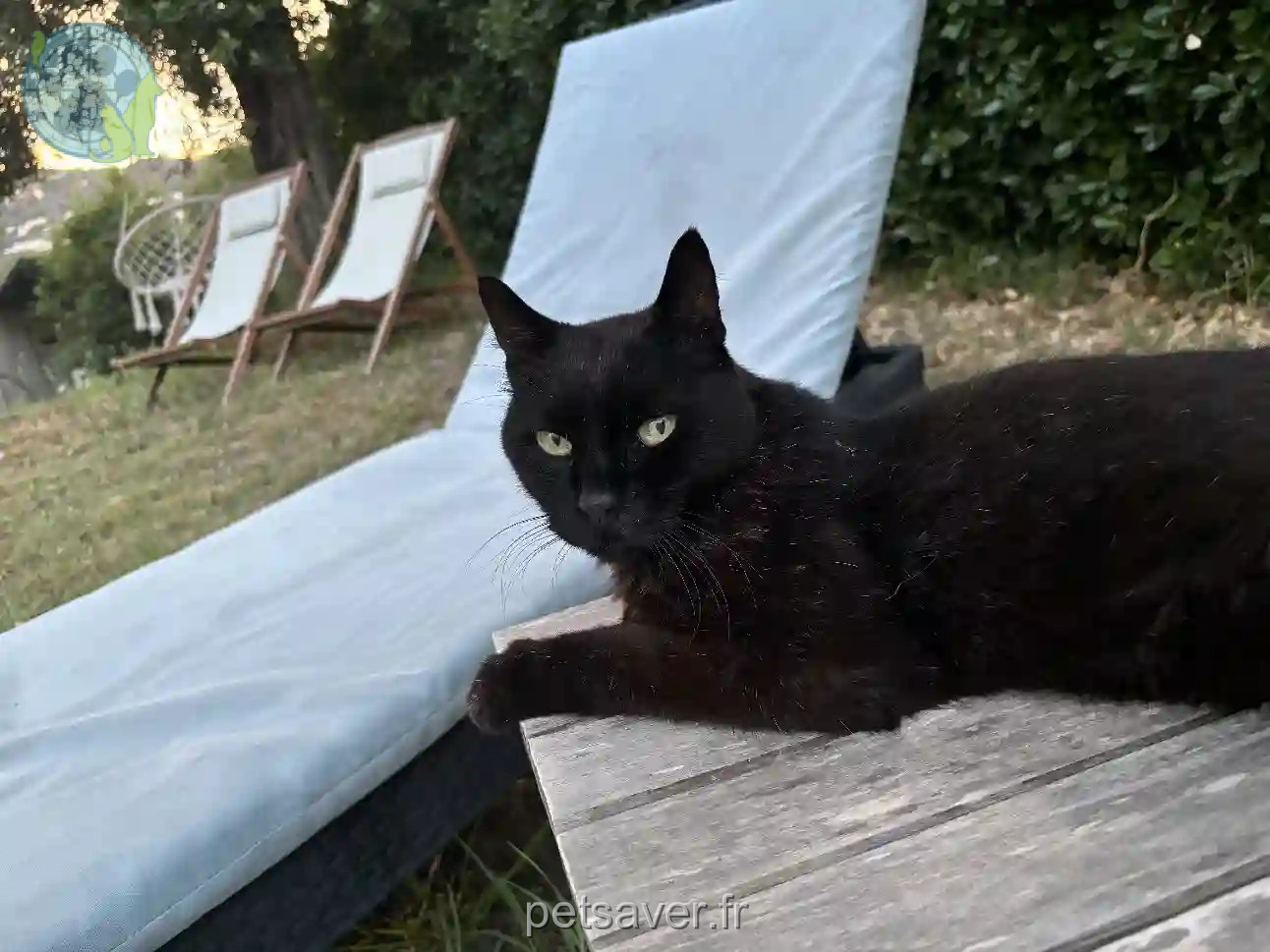 Chat Perdu 06 Alpes-Maritimes - Brooklyn Chat Perdu 06 Alpes-Maritimes - Brooklyn