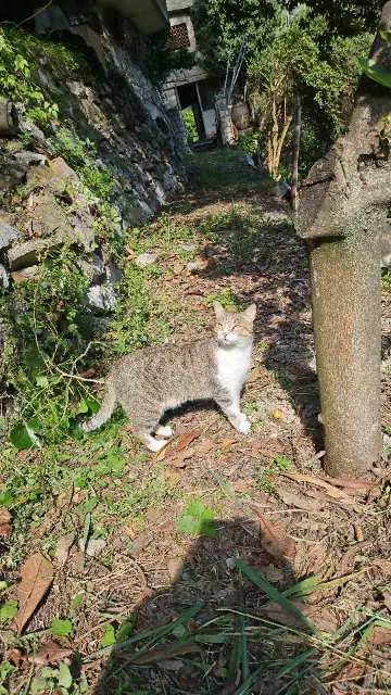chat lost   06500 Menton Byeol
