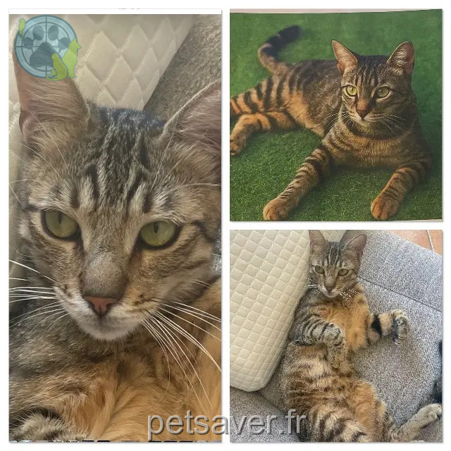 gato perdido 06340 La Trinité Cali gato lost 06340 La Trinité Cali