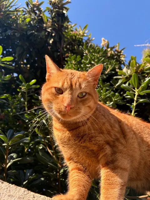 chat lost    Cannes Citrouille