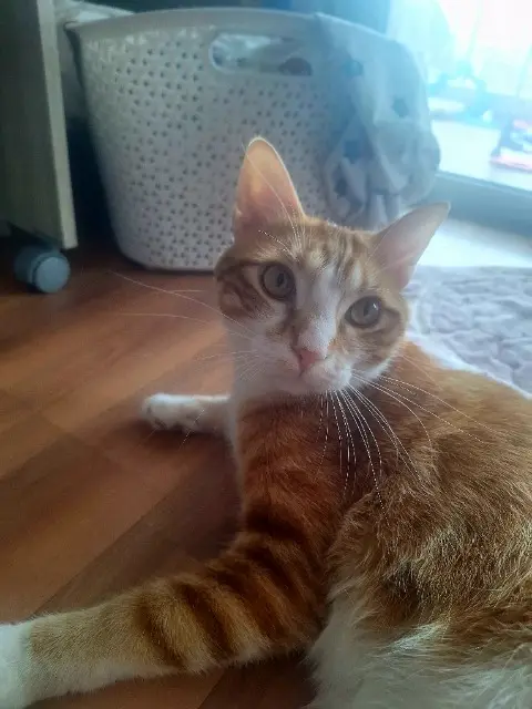 chat lost   06800 Cagnes-sur-Mer Coco