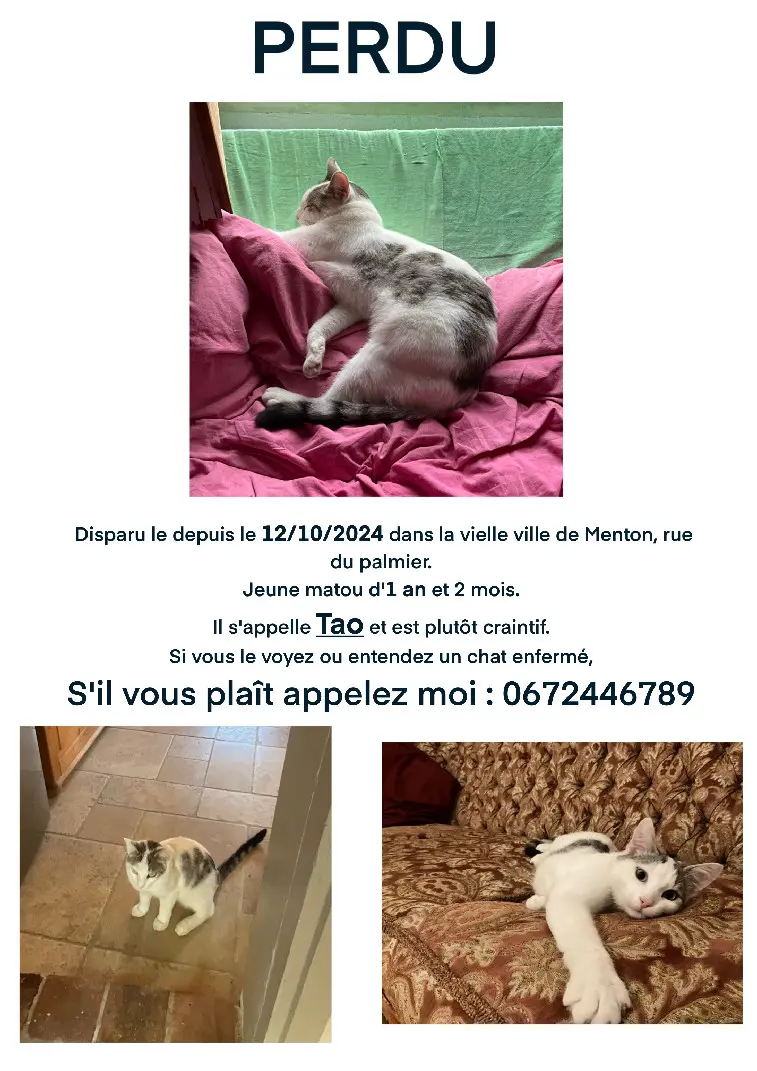 Chat Perdu 06 Alpes-Maritimes Chat Perdu 06 Alpes-Maritimes
