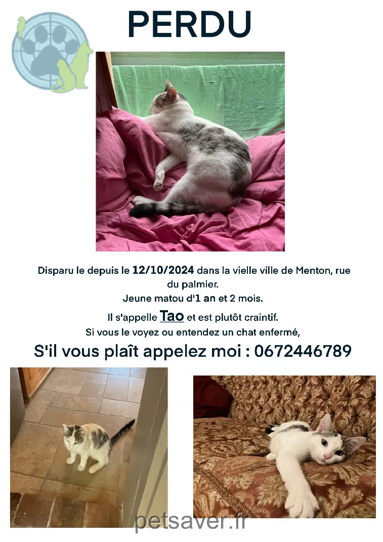 Chat Perdu 06 Alpes-Maritimes Chat Perdu 06 Alpes-Maritimes