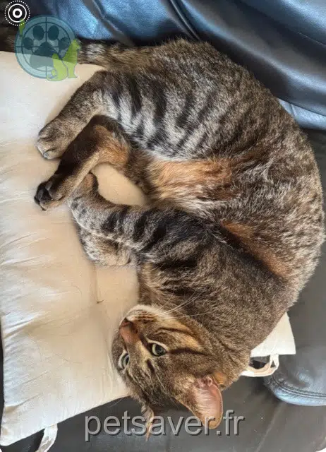 chat lost    Antibes Fidele