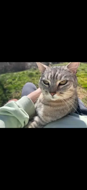 chat lost   06530 Saint-Cézaire-sur-Siagne Five