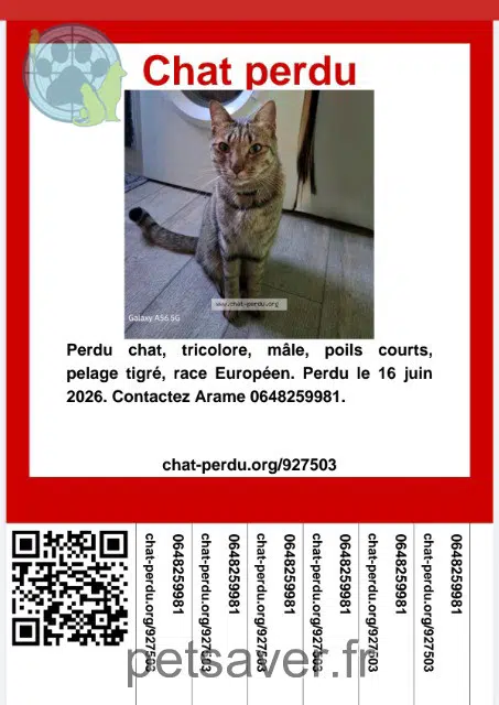 gato lost   06800 Cagnes-sur-Mer Floki