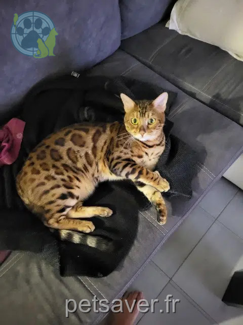 chat lost   06700 Saint-Laurent-du-Var Fury