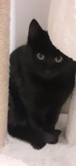 gatto perso Grasse GILY gatto lost Grasse GILY