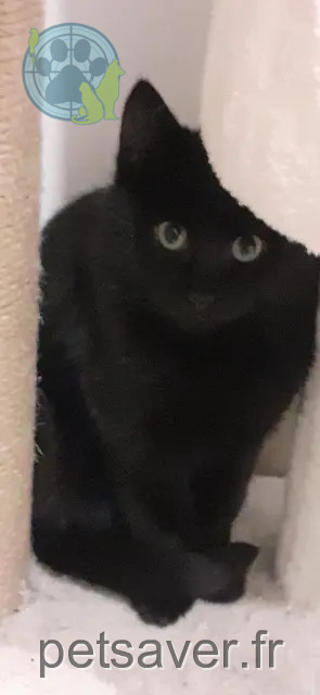 Kater vermisst Grasse GILY Kater lost Grasse GILY