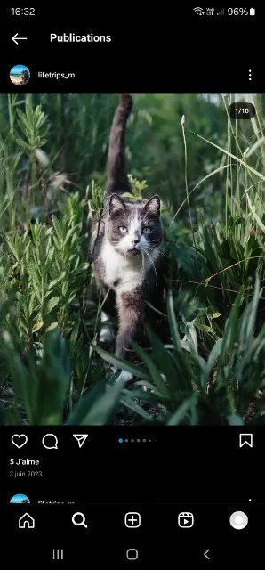 chat lost    Antibes Gribouille