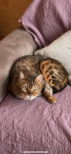 chat lost   06800 Cagnes-sur-Mer Gucci