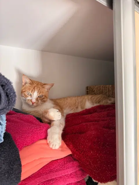 chat lost   06110 Le Cannet Happy