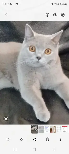 chat lost   06800 Cagnes-sur-Mer Heaven