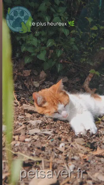 chat lost   06650 Le Rouret Heaven