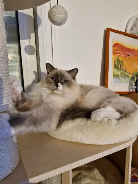 chat lost   06800 Cagnes-sur-Mer Houston